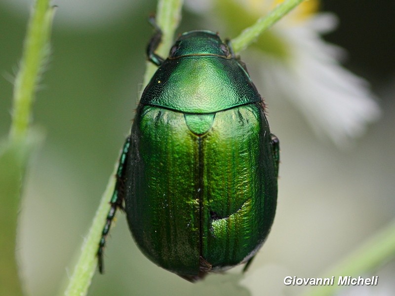 Rutelidae:  Anomala cfr. vitis